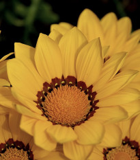 Gazánie Kiss Yellow F1 - Gazania rigens - prodej semen - 12 ks