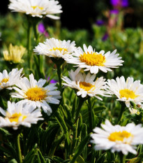 Astra alpínská bílá - Aster alpinus - prodej semen - 50 ks