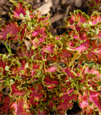 Africká kopřiva Colocha Scarlet - Coleus blumei - prodej semen - 30 ks