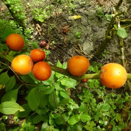 Solanum sessiliflorum - Solanum sessiliflorum - prodej semen - 10 ks