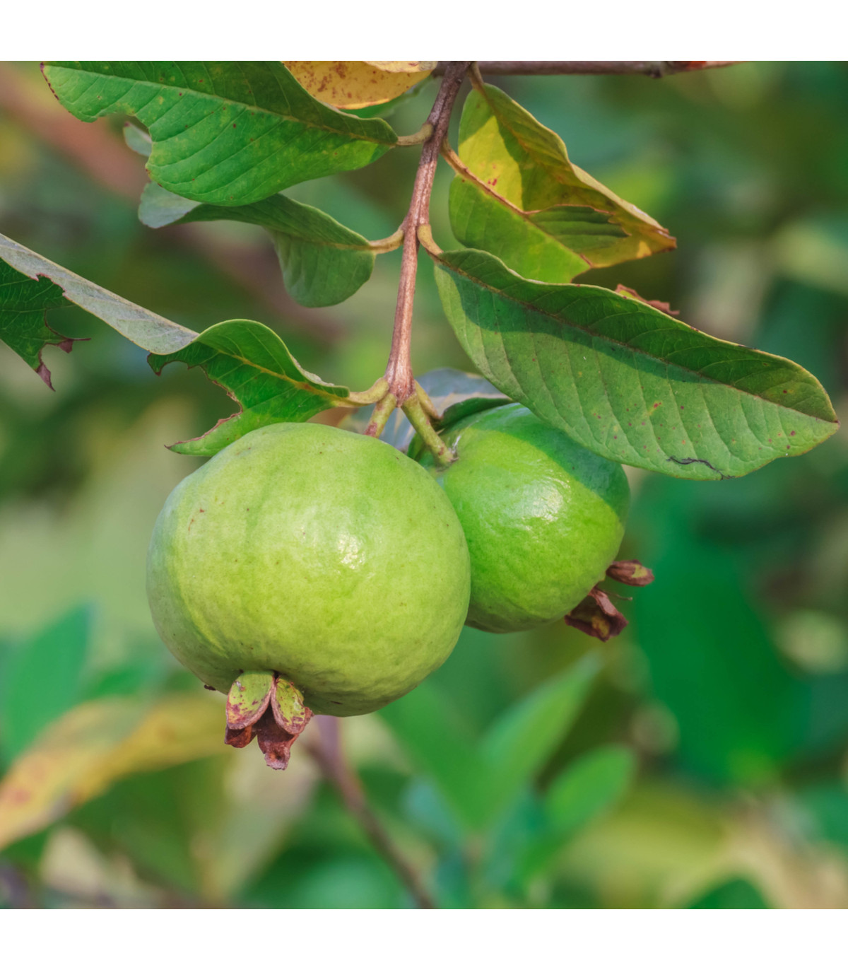Guave - Psidium guajava - prodej semen - 4 ks