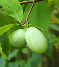 Indiánský banán - Paw Paw - Asimina triloba - prodej semen - 4 ks