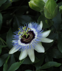 Mučenka modrá - Passiflora caerulea - prodej semen - 5 ks