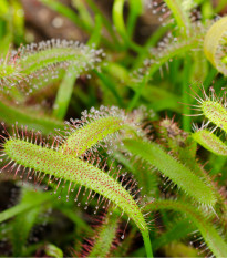 Rosnatka kapská obrovská - Drosera capensis giant - prodej semen - 15 ks