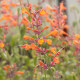 Agastache Apricot Sprite - Agastache aurantiaca - semena agastache - 20 ks