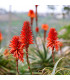 Aloe stromovitá - Aloe arborescens - prodej semen - 6 ks