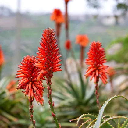 Aloe stromovitá - Aloe arborescens - prodej semen - 6 ks