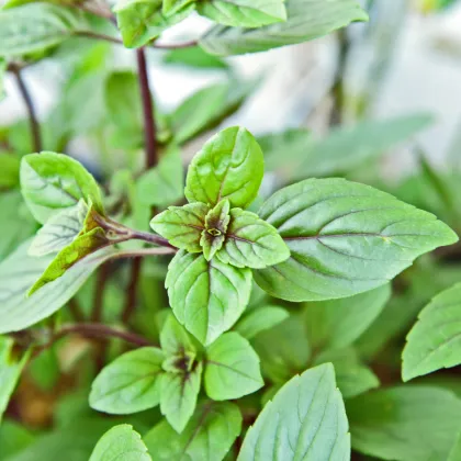 Bazalka posvátná červená Holy red - Ocimum tenuiflorum - prodej semen - 30 ks