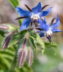 Brutnák lékařský modrý - Borago officinalis - prodej semen - 20 ks