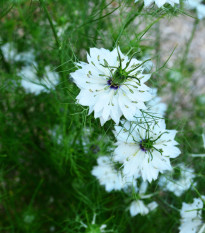 Černucha setá - Kmín černý - Nigella sativa - prodej semen - 25 ks