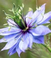 Černucha damašská modrá - Nigella damascena - prodej semen - 200 ks