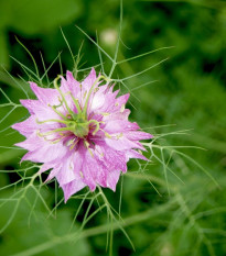 Černucha damašská růžová - Nigella damascena - prodej semen - 200 ks