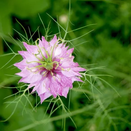 Černucha damašská růžová - Nigella damascena - prodej semen - 200 ks