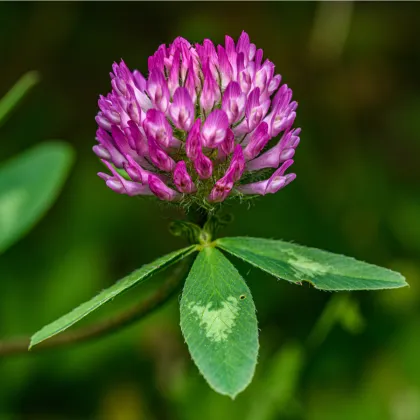 Jetel červený luční - Trifolium pratense - prodej semen - 100 ks