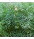 BIO Kopr vonný Hera - Anethum graveolens - prodej bio semen - 400 ks