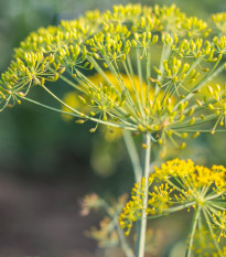 BIO Kopr vonný - Anethum graveolens - prodej bio semen - 300 ks