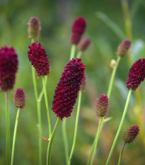 Krvavec Toten - Sanguisorba officinalis - prodej semen - 8 ks