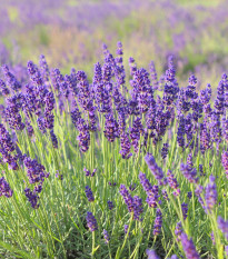 Levandule lékařská - Lavandula angustifolia - prodej semen - 130 ks