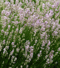 Levandule lékařská růžová SPECIÁL - Lavandula angustifolia - prodej semen - 15 ks