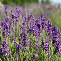 Levandule Ellegance Purple - Lavandula angustifolia - prodej semen - 15 ks