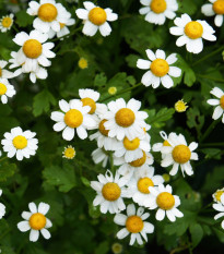 Řimbaba žlutá Golden Feverfew - Chrysanthemum parthenium - prodej semen - 400 ks