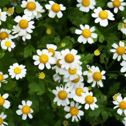 Řimbaba žlutá Golden Feverfew - Chrysanthemum parthenium - prodej semen - 400 ks