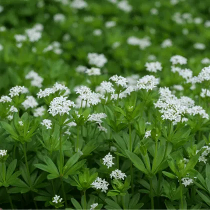 Svízel vonný - Galium odoratum - prodej semen - 10 ks