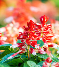 Šalvěj zářivá Unica Red and White - Salvia splendens - prodej semen - 20 ks