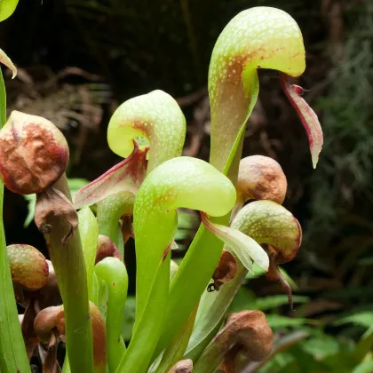 Darlingtonie kalifornská - Darlingtonia california - prodej semen - 12 ks