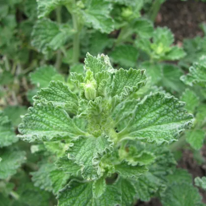 Jablečník obecný - Marrubium vulgare - prodej semen - 12 ks