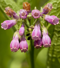 Kostival lékařský - Symphytum officinale - prodej semen - 5 ks