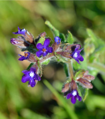 Pilát lékařský - Anchusa officinalis - prodej semen - 10 ks