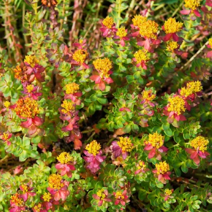 Rozchodnice růžová - Rhodiola rosea - prodej semen - 8 ks