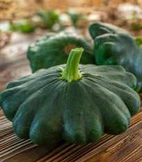 Patizon Green Saucer F1 - Cucurbita pepo - prodej semen - 5 ks