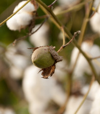 Bavlník bylinný - Gossypium herbaceum - prodej semen - 6 ks