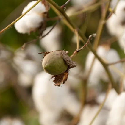 Bavlník bylinný - Gossypium herbaceum - prodej semen - 6 ks