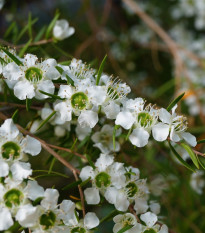 Tea tree - Leptospermum rotundifolium - prodej semen - 30 ks