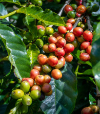 Kávovník arabský - Coffea arabica - prodej semen - 5 ks