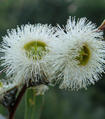 Eucalyptus kulatoplodý - Blahovičník - Eukalyptus globulus - prodej semen - 8 ks