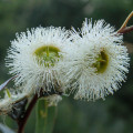 Eucalyptus kulatoplodý - Blahovičník - Eukalyptus globulus - prodej semen - 8 ks