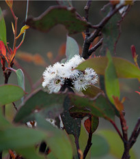 Eukalyptus Pauciflora - Blahovičník - Eucalyptus pauciflora - prodej semen - 8 ks