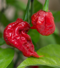 Chilli Carolina Reaper - Capsicum chinense - prodej semen - 5 ks