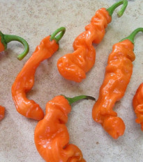 Chilli Peter Orange - Capsicum chinense - prodej semen - 5 ks