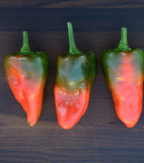 Chilli Pimentos de Padron - Capsicum annuum - prodej semen - 7 ks