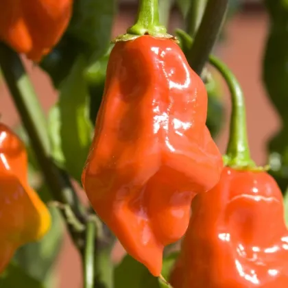 BIO Chilli Habanero oranžové - Capsicum chinense - prodej bio semen - 6 ks