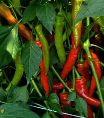 Paprika kozí/beraní roh Poseidon - Capsicum annuum - prodej semen - 15 ks