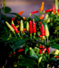 Chilli Tabasco - Capsicum frutenscens - prodej semen - 7 ks