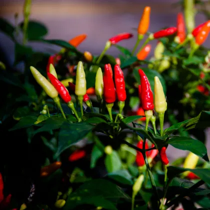 Chilli Tabasco - Capsicum frutenscens - prodej semen - 7 ks