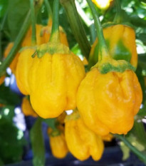 Chilli 7 Pot Bubblegum Yellow - Capsicum chinense - prodej semen - 7 ks