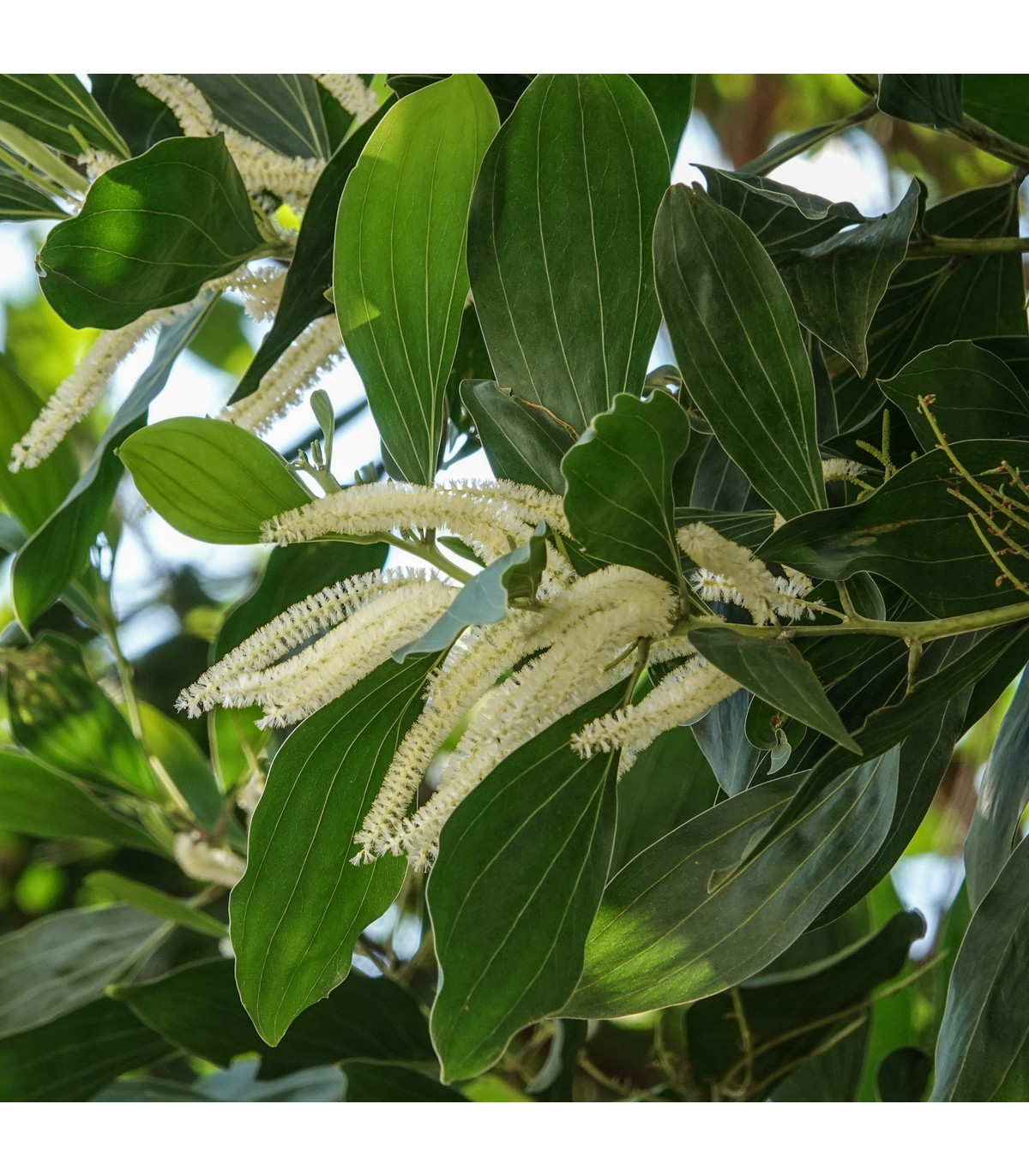 Akácie mangium - Acacia mangium - prodej semen - 8 ks